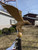 Gold Bronze Eagle for flagpoles 25' and taller. Side View Made in USA
