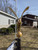 Gold Bronze Eagle for flagpoles 25' and taller. Front View Made in USA