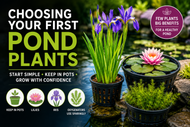 Choosing Pond Plants for Your First Garden Pond