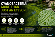 Cyanobacteria: More Than Just an Eyesore 