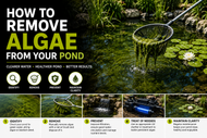 How to Remove Algae from Your Pond