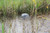 Pontec PondoSolar 1600 Pump