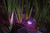 Oase ProfiLux LED Colour Change Light SET of 3 with Remote Control