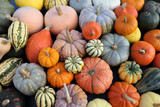 PUMPKINS!  Tips & tricks for a great season!