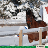 Preparing your Horse for Winter