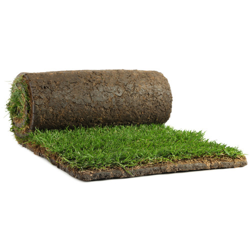 Big Valley Sod Farms - 7 Square Foot Roll - Kentucky Blue Grass 