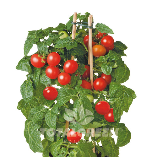 TOTALGREEN HOLLAND Mini Tomatoes