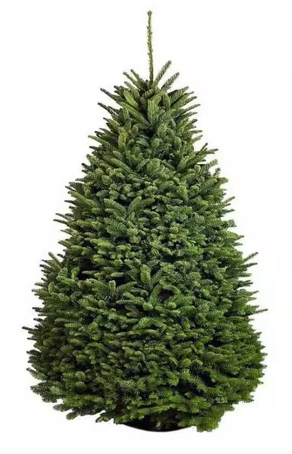 Noble Fir 6 - 8 FT. Farm Fresh Cut Christmas Tree