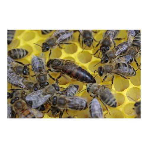 Carniolan - Italian Hybrid Honey Bee 3 lb. Pack