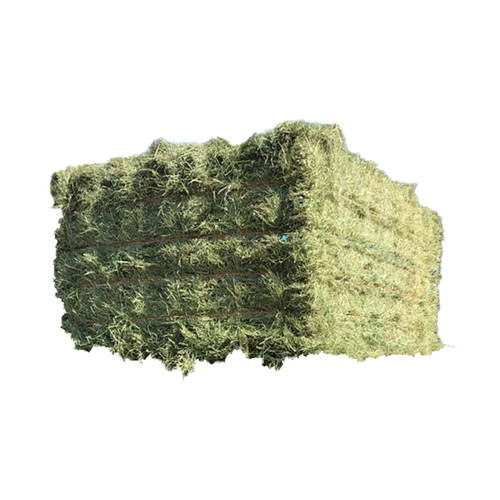 Timothy Mountain Grass - 2 String