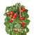TOTALGREEN HOLLAND Mini Tomatoes