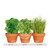 TOTALGREEN HOLLAND Kitchen Herb Trio Grow Kit