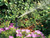 Rainbird National - 8 - 15 ft. Adjustable Pattern Shrub Nozzle with Adapter