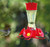 Perky Pet - Hummingbird Feeder