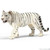 Schleich - Tiger - White