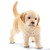 Schleich - Golden Retriever Puppy 