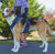 Pet Safe Easysport Harness 