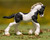Breyer Black & White Piebald Gypsey Foal