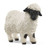 Schleich Valais Black-nosed Sheep