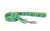 Coastal Ribbon Dog Leash Lime Southwest Stars