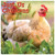 Willow Creek Press Just Us Chickens 2024 12" x 12" Wall Calendar