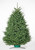 Noble Fir 10-11  FT. Farm Fresh Cut Christmas Tree