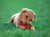 Pet Sport 4" Gorilla Spiky Squeaker Ball Dog Toy - Large    Durable TPR Rubber   Colors Will Vary