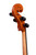 Professional Level Stradivari Cello 4/4 #59