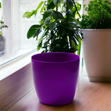 Set of 2 Coubi Small Round Flower Plant