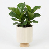 Modern Ribbed Ceramic Planter