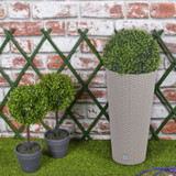 Round Pots with Boxwood Ball Plant - 28x25x25cm