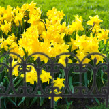 Gothic Style  Border Fence Flexible Garden Lawn Edging Panels