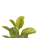 58/60cm Artificial Plant in Pot