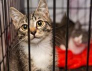 Cat Cages & Playpens