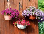 Hanging planters