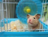 Small Animal Cages & Houses