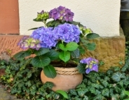 Flower pots & planters