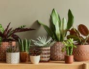 Indoor plant pots