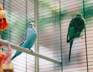 Small Pets