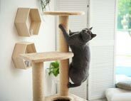 Cat Trees, Perches & Scratchers