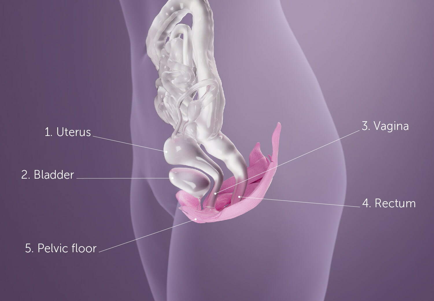 A graphic of the pelvic floor muscles and internal organs of a female body, with different body parts numbered 1 to 5