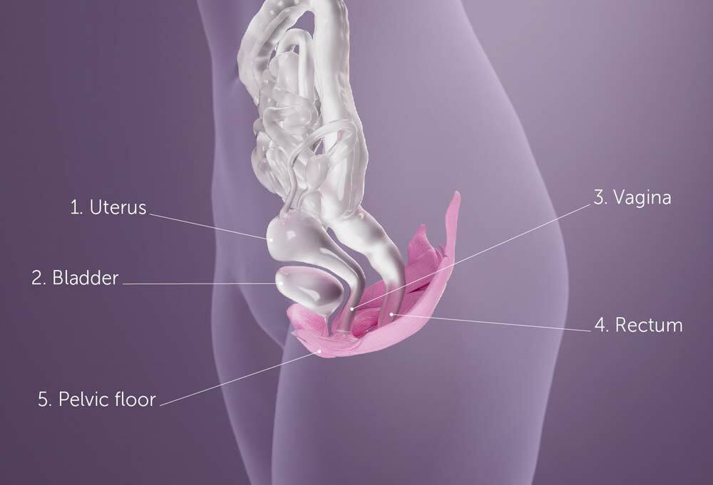 A graphic of the pelvic floor muscles and internal organs of a female body, with different body parts numbered 1 to 5