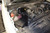 Injen 15-16 GMC Duramax LML 6.6L Evolution Intake
