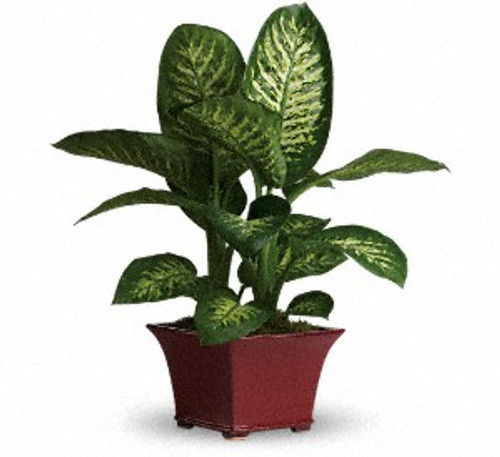 Delightful Dieffenbachia