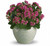 Bountiful Kalanchoe