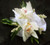 White Cymbidium Orchid