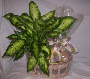 Shop by Occasion Fruit and Gift Baskets Fortino's Flowers and Gifts