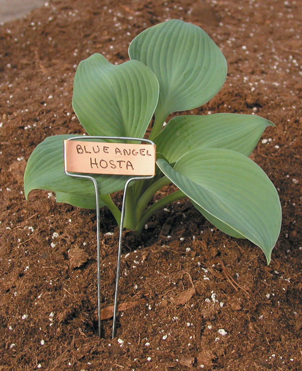 How to use copper plant labels