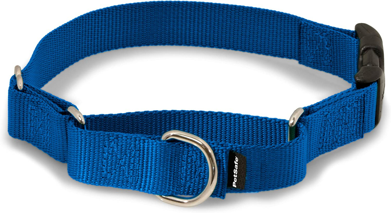 bright blue dog collar