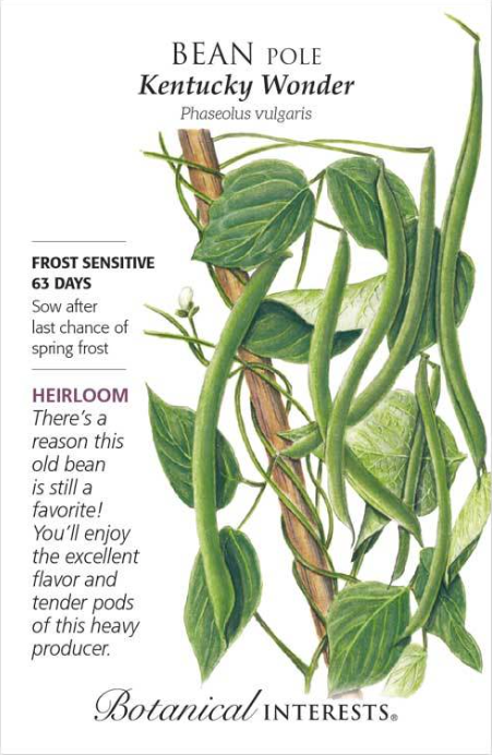 Botanical Interests Kentucky Wonder Pole Bean Seeds - Thumbnail 4